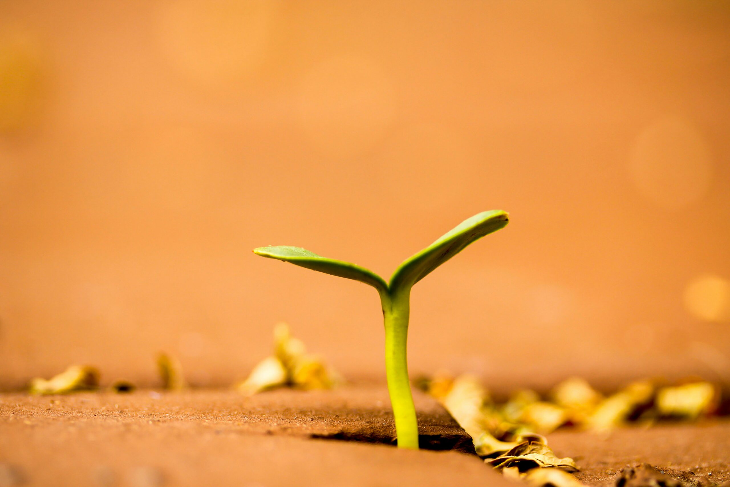 Professional Growth